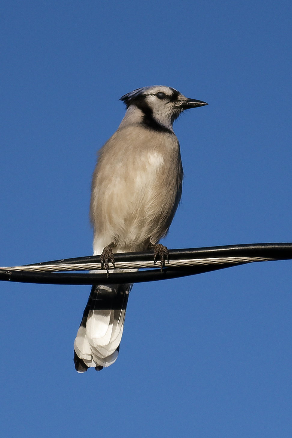 Nikon D750 + Nikon AF-Nikkor 80-200mm F2.8D ED sample photo. Blue jay photography