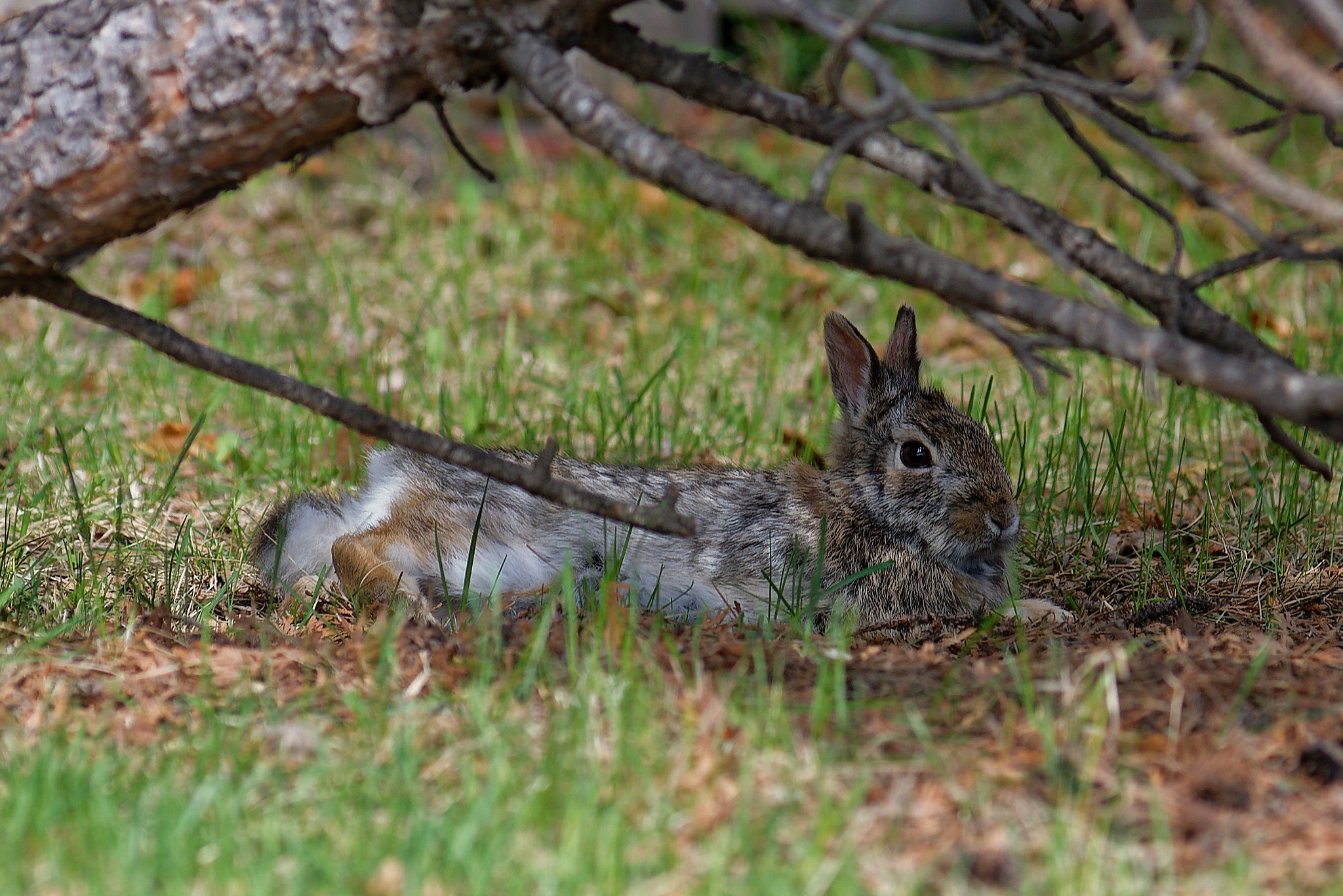 Nikon AF-Nikkor 80-200mm F2.8D ED sample photo. Eastern cottontail rabbit photography