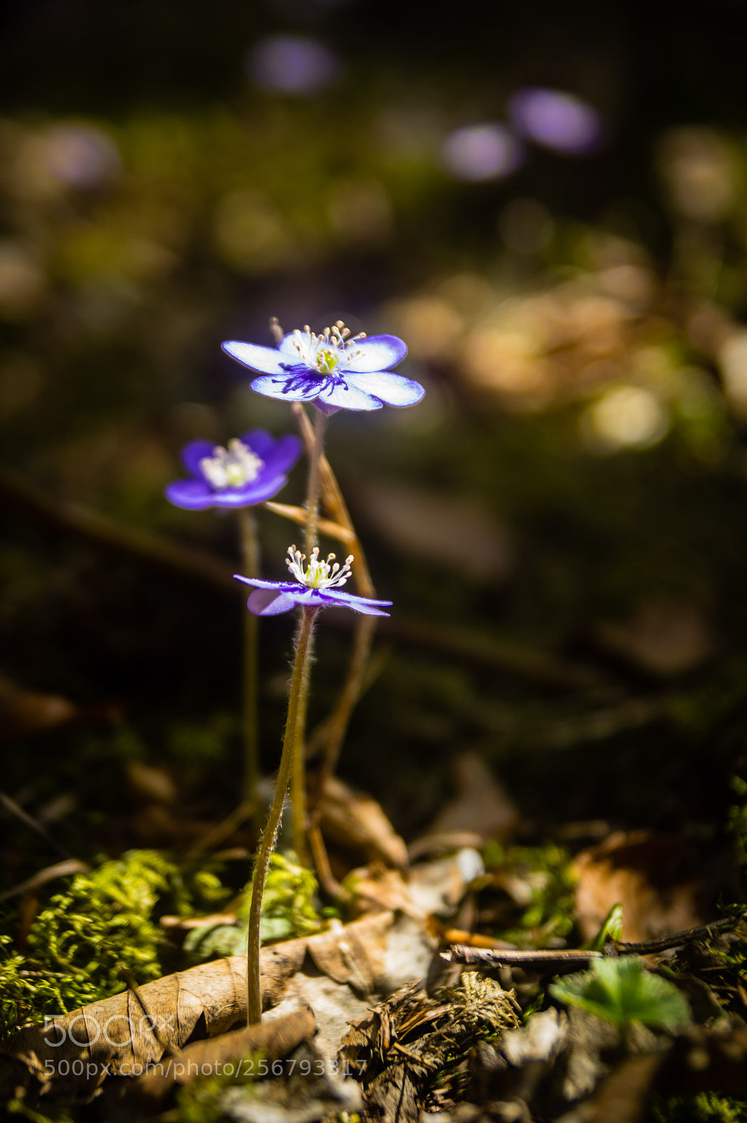 Pentax K-3 sample photo. Les 3 h patiques photography