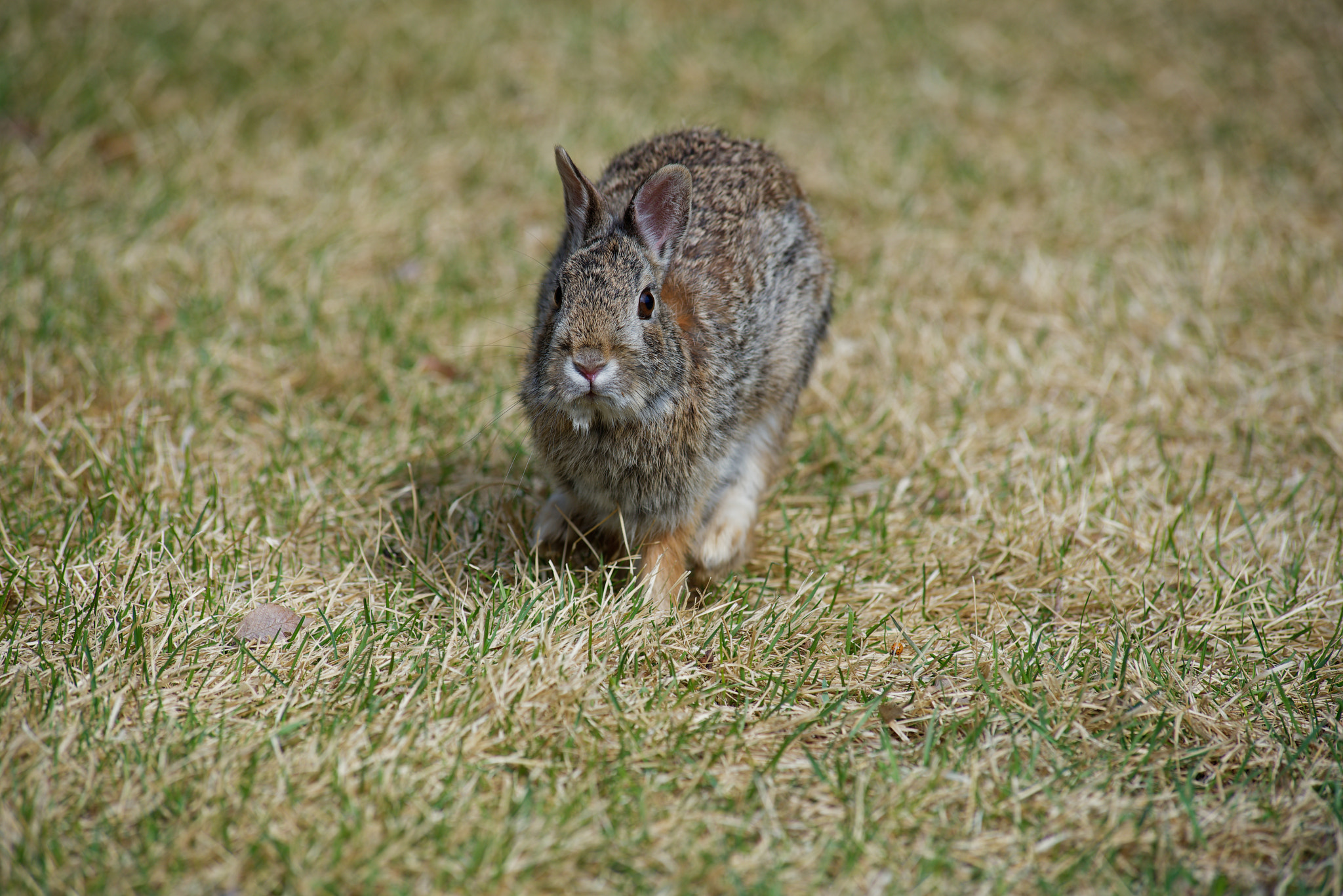 Nikon D750 + Nikon AF-Nikkor 80-200mm F2.8D ED sample photo. Eastern cottontail rabbit photography