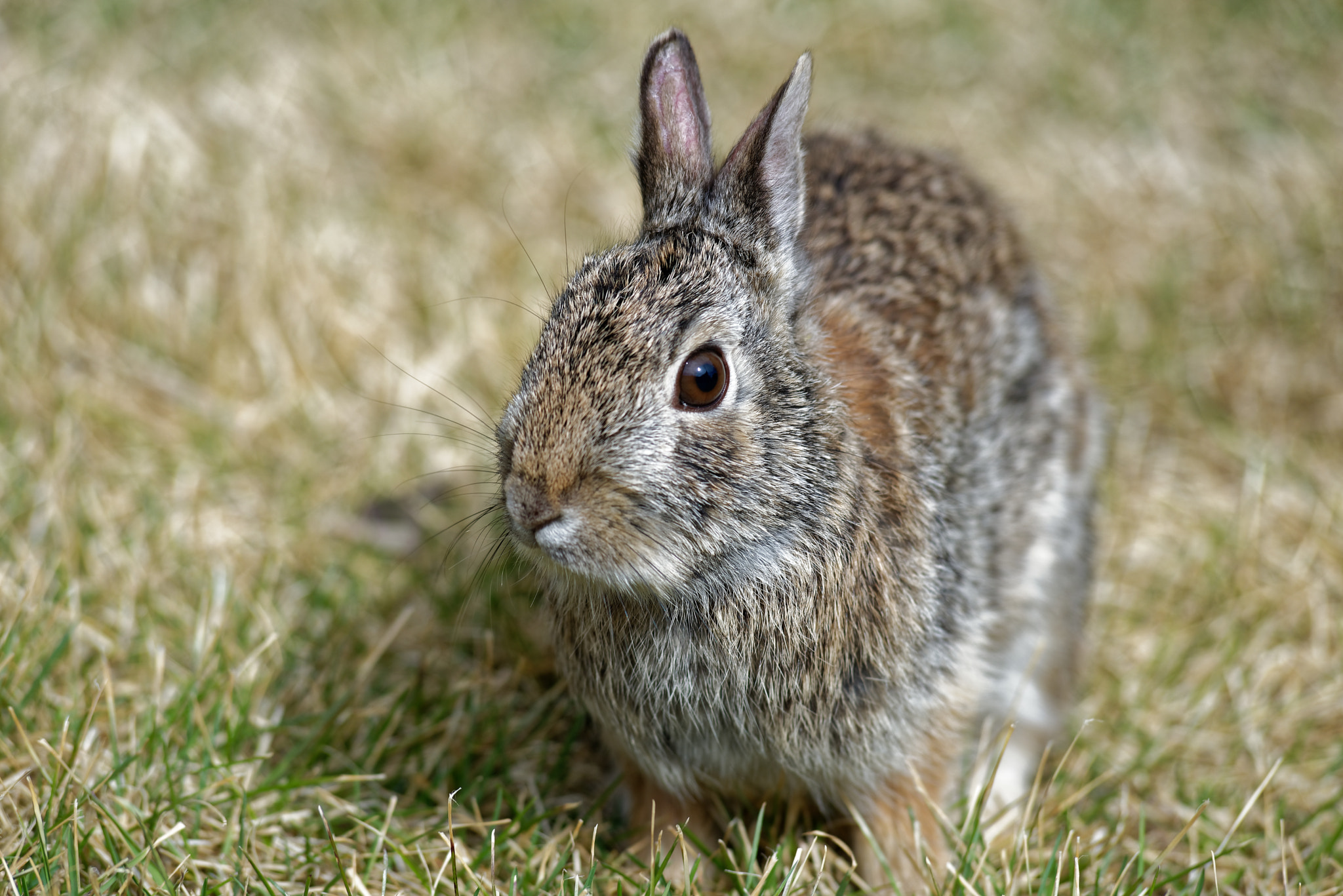 Nikon D750 + Nikon AF-Nikkor 80-200mm F2.8D ED sample photo. Eastern cottontail rabbit photography