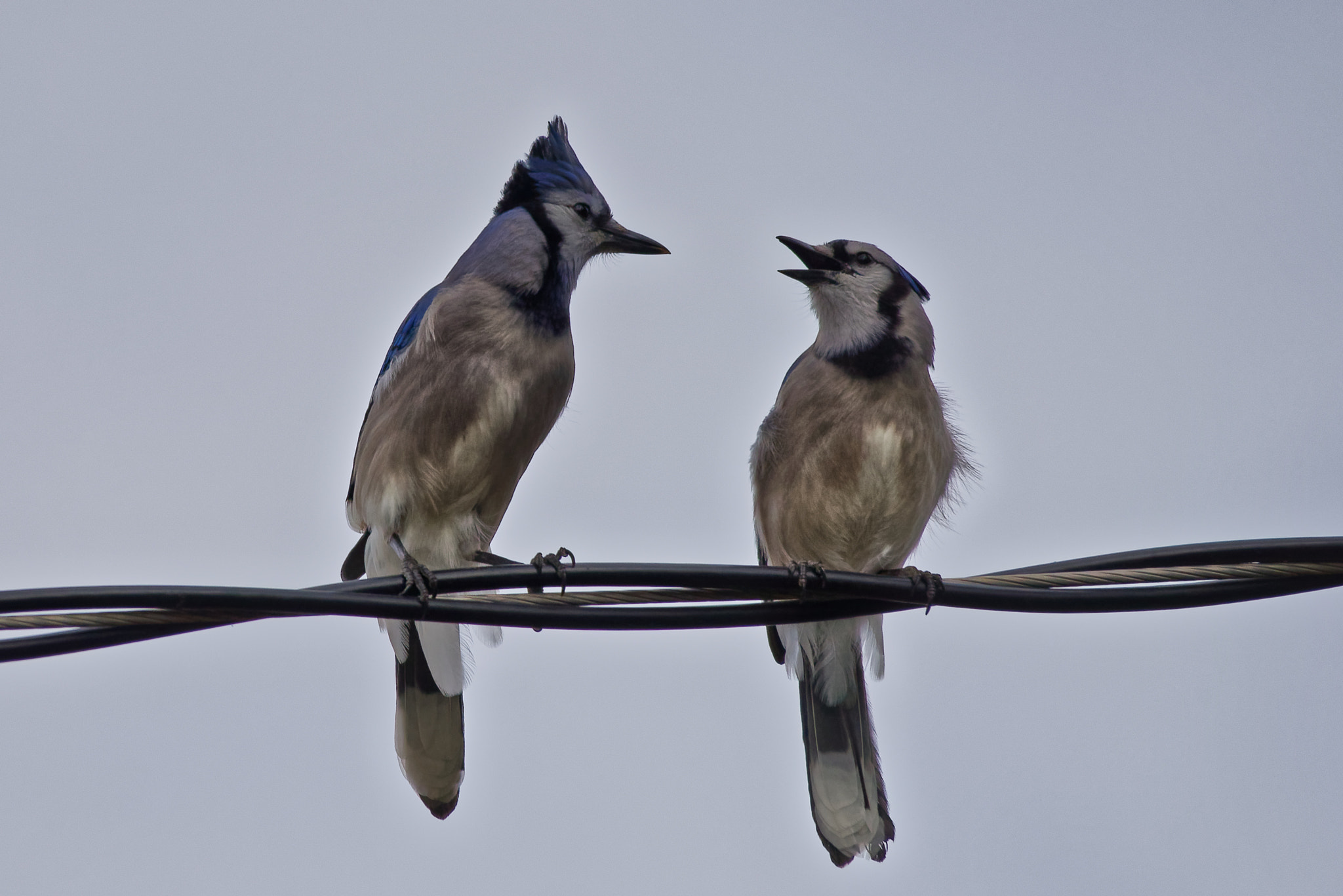 Sigma 150-500mm F5-6.3 DG OS HSM sample photo. Blue jay pair photography