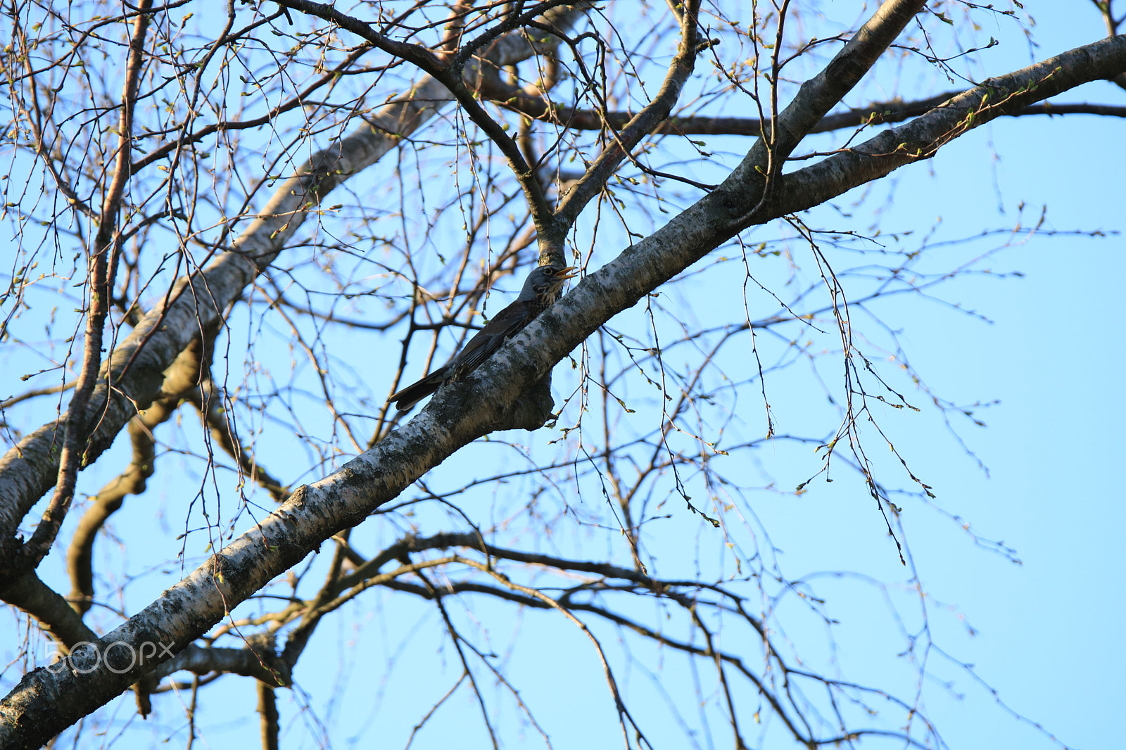 Tamron SP 150-600mm F5-6.3 Di VC USD sample photo. Img photography