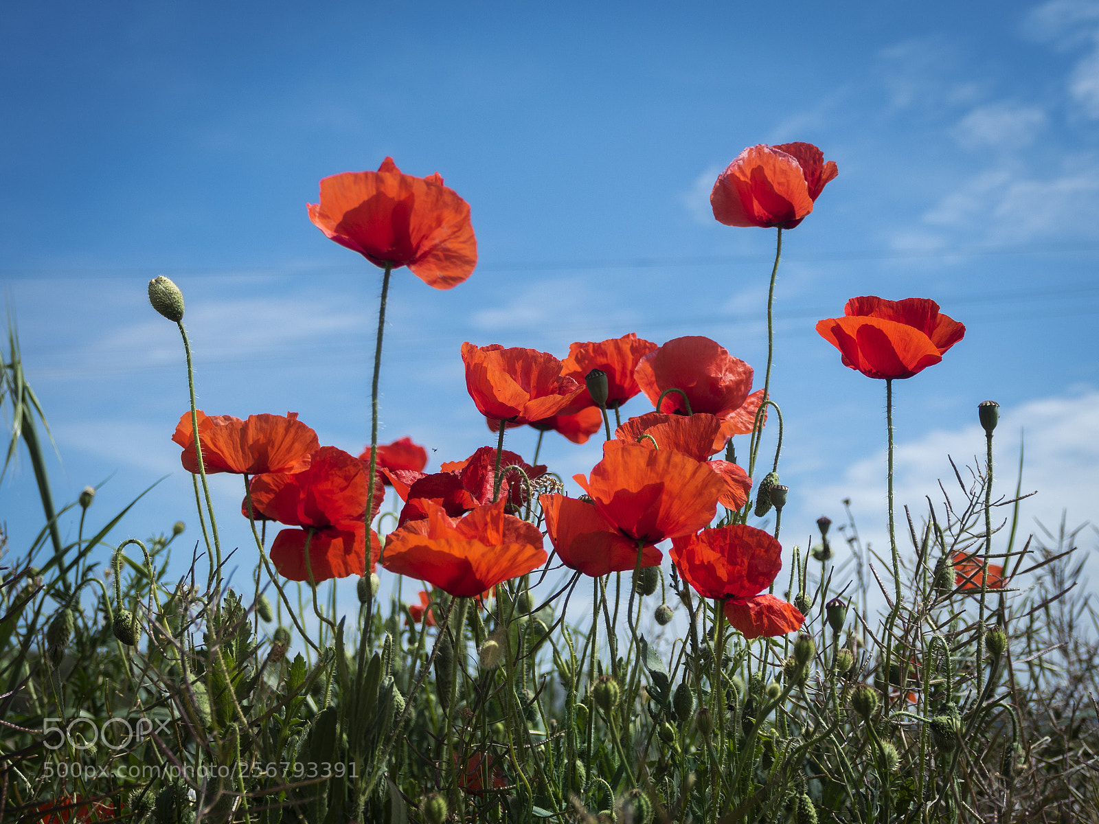Olympus OM-D E-M5 II sample photo. Poopies photography