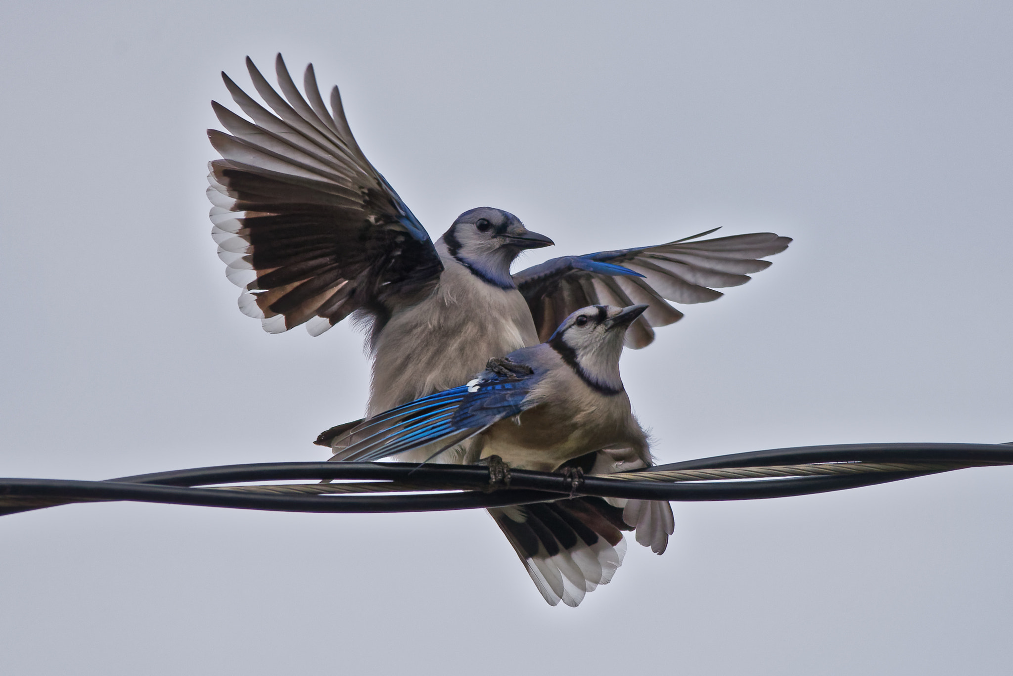 Sigma 150-500mm F5-6.3 DG OS HSM sample photo. Blue jays mating photography