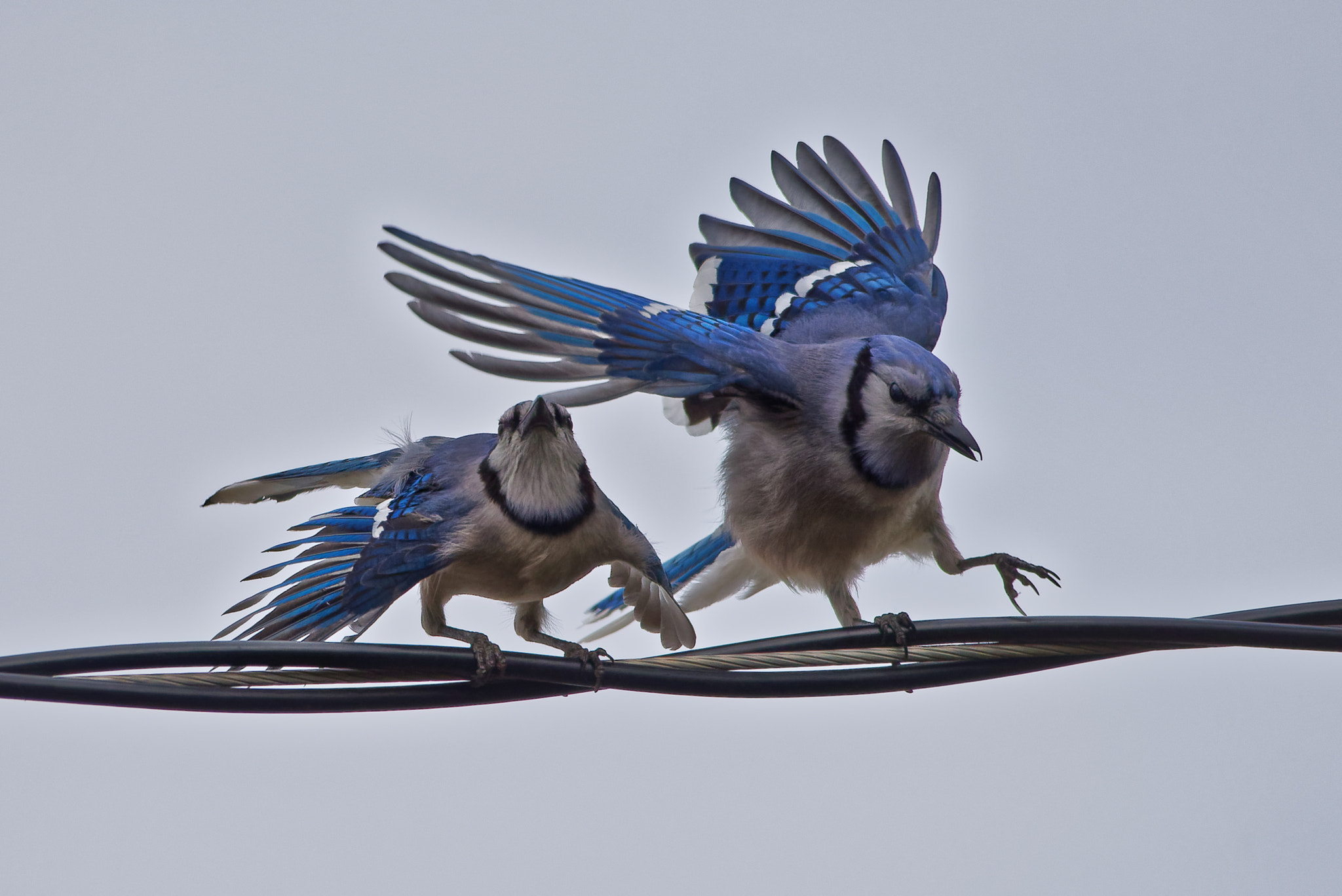 Nikon D750 + Sigma 150-500mm F5-6.3 DG OS HSM sample photo. Blue jay pair photography