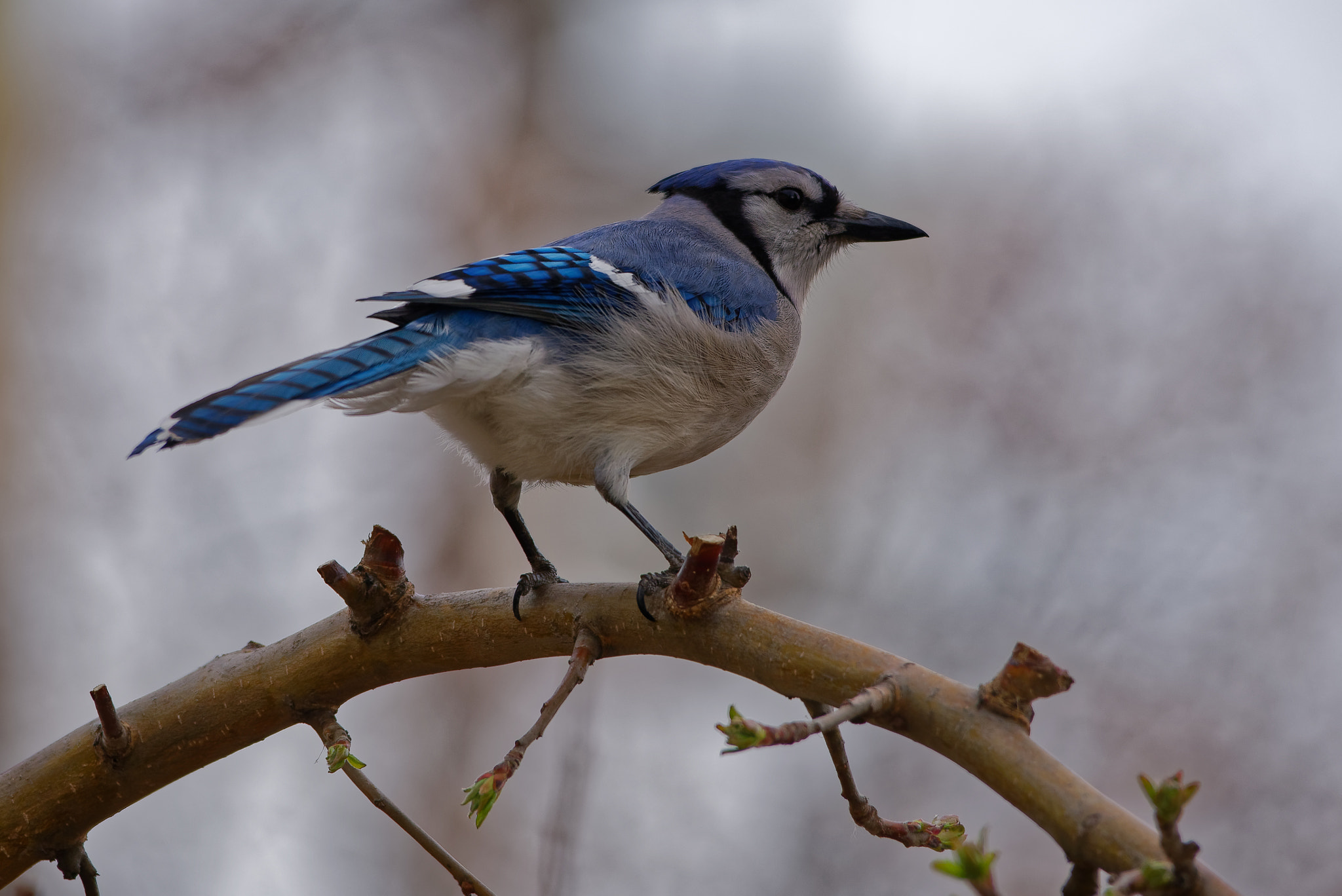 Nikon D750 + Sigma 150-500mm F5-6.3 DG OS HSM sample photo. Blue jay photography