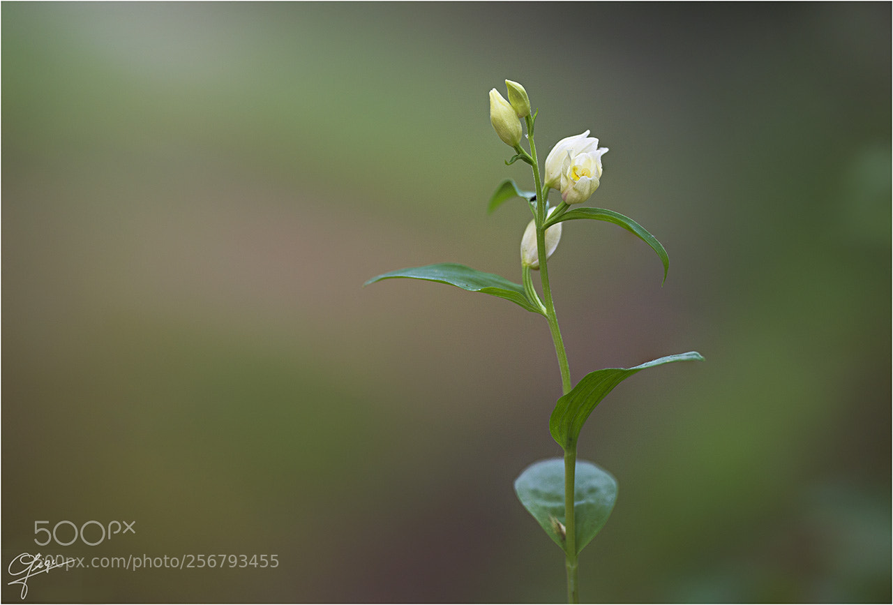 Nikon D610 sample photo. Cephalanthera damasonium with sigma 180 photography