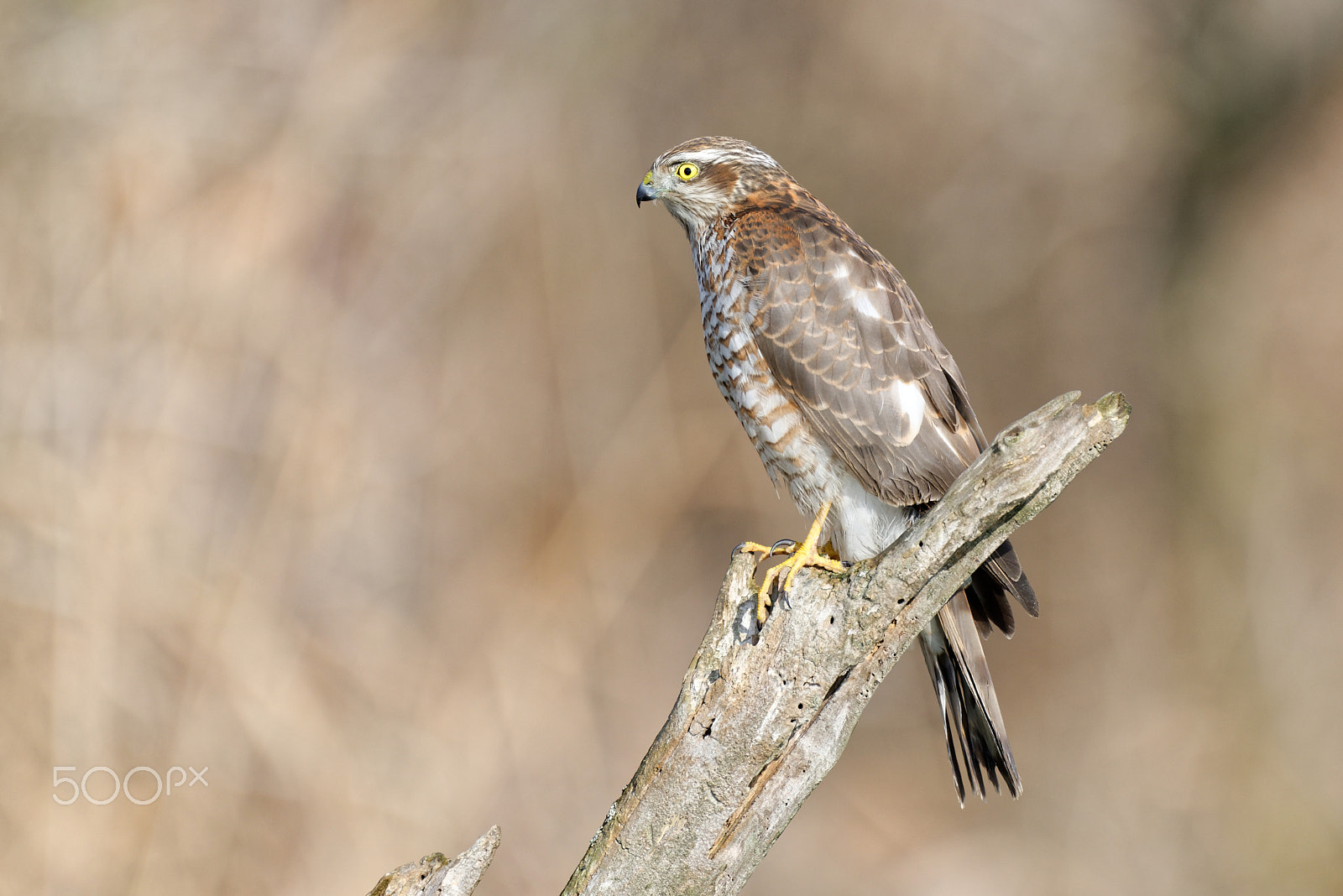 Nikon AF-S Nikkor 200-500mm F5.6E ED VR sample photo. Sparrowhawk photography