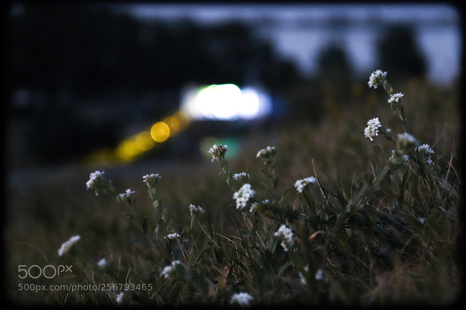 Canon EOS 800D (EOS Rebel T7i / EOS Kiss X9i) sample photo. Flowers like rock-&-roll photography