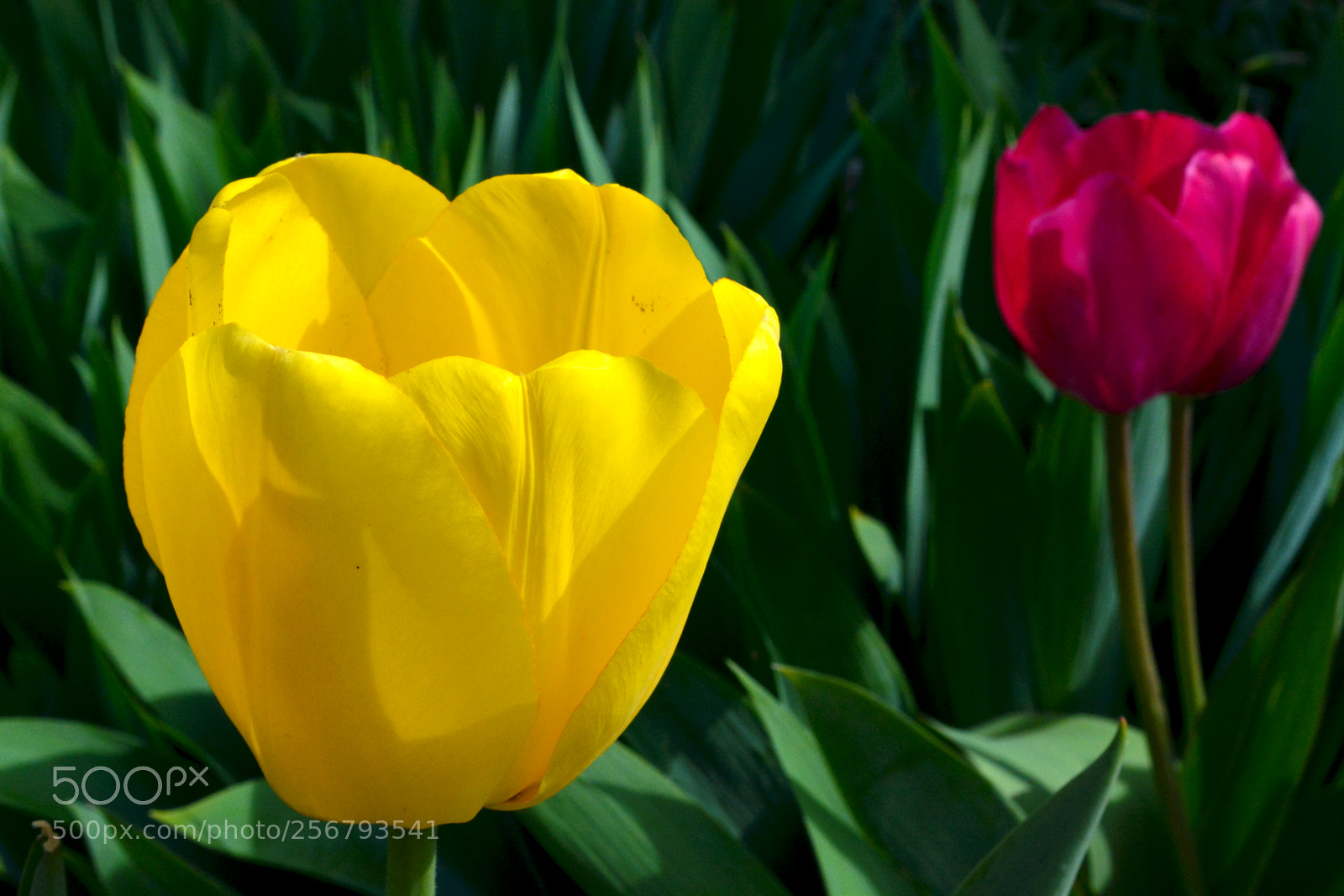 Nikon D5200 sample photo. Tulips photography