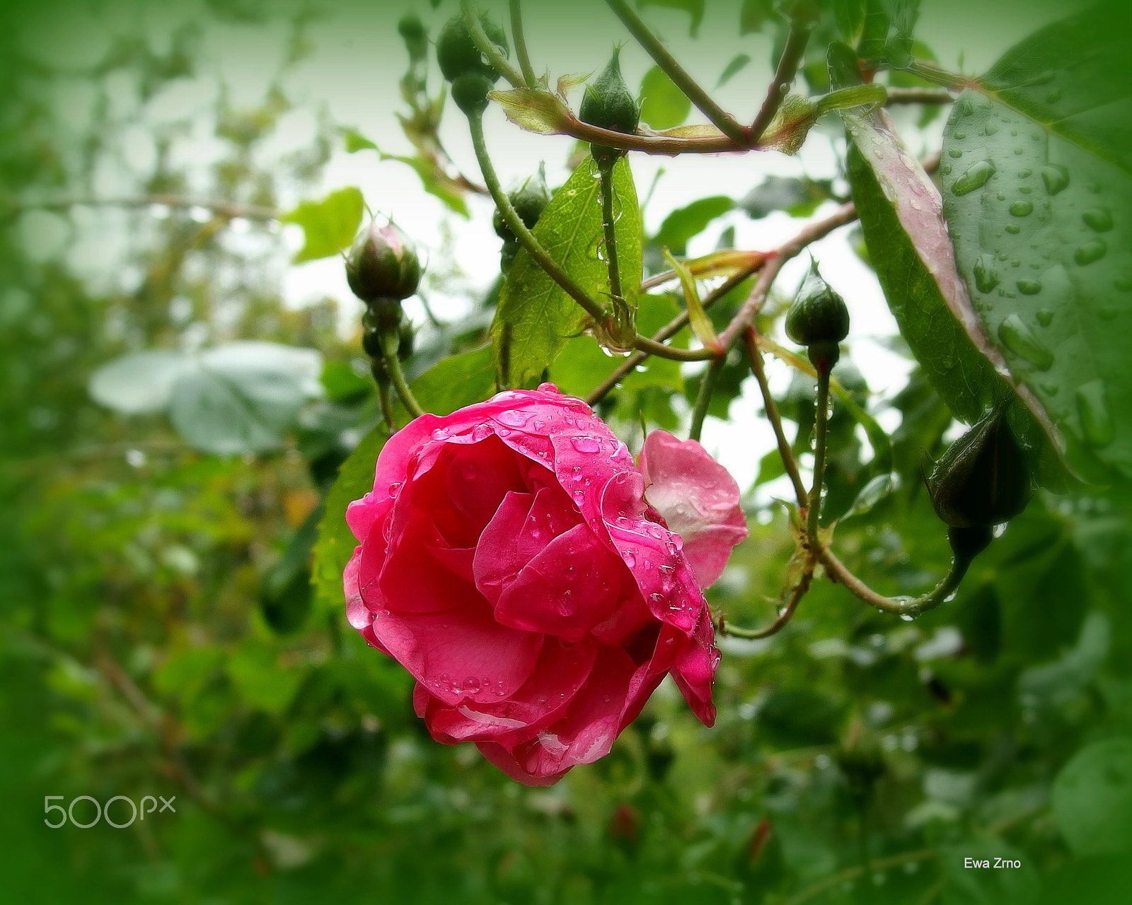 Olympus XZ-2 iHS sample photo. Rose in the rain. photography