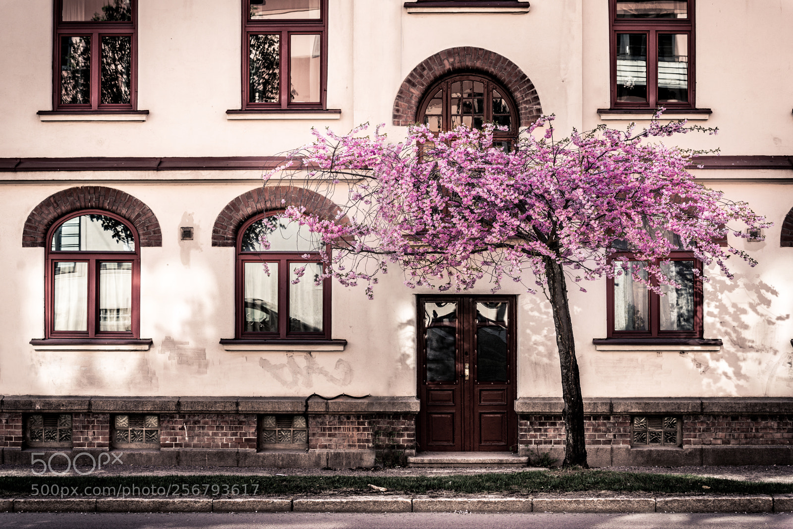 Sony a7R III sample photo. Blooming in oslo photography