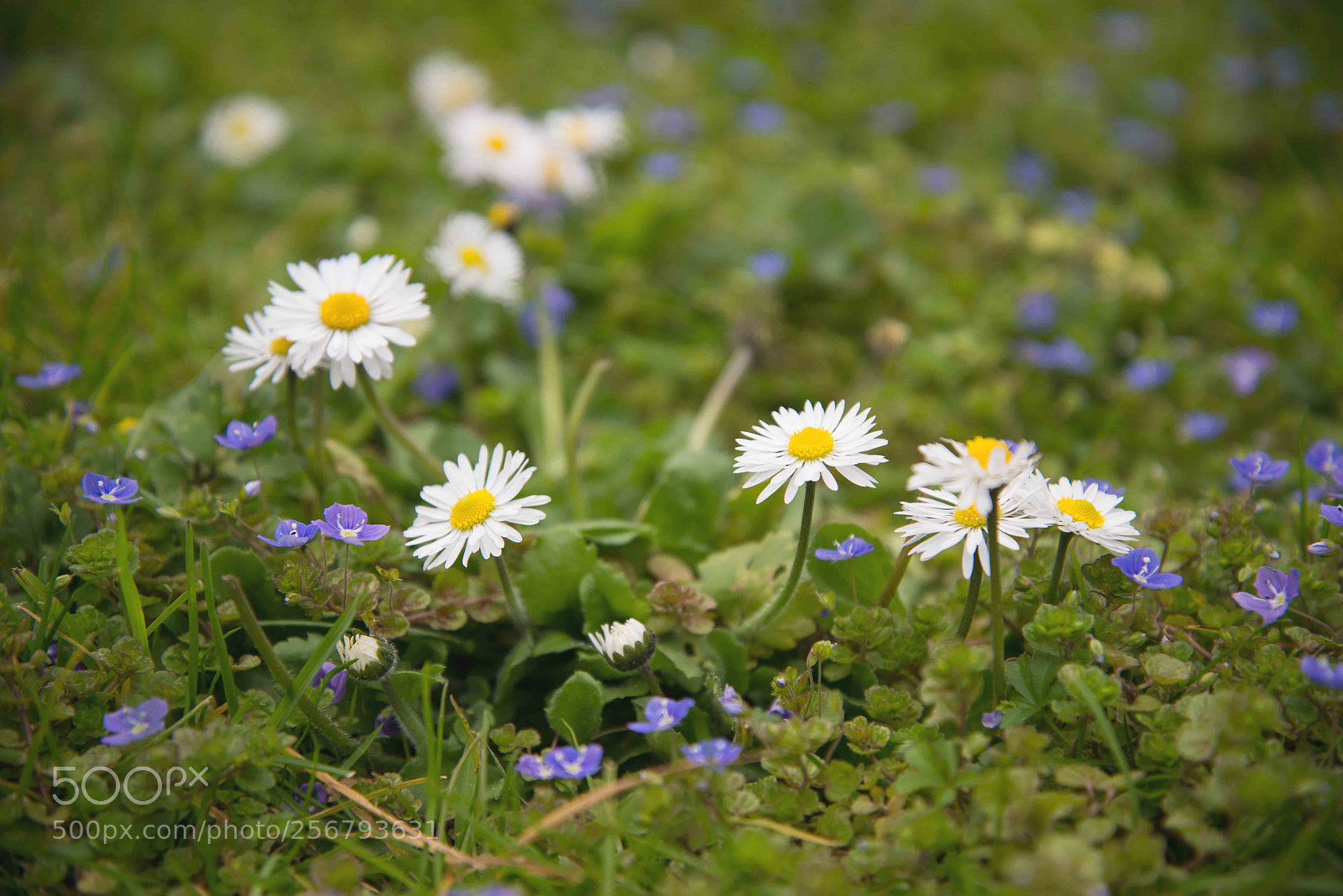 Nikon D610 sample photo. Spring flowers and grass photography