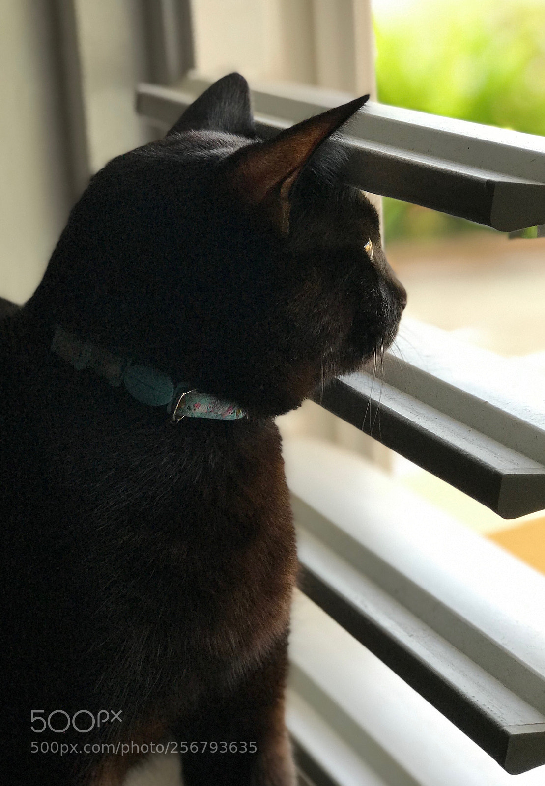 Apple iPhone 7 Plus sample photo. Noir. photography