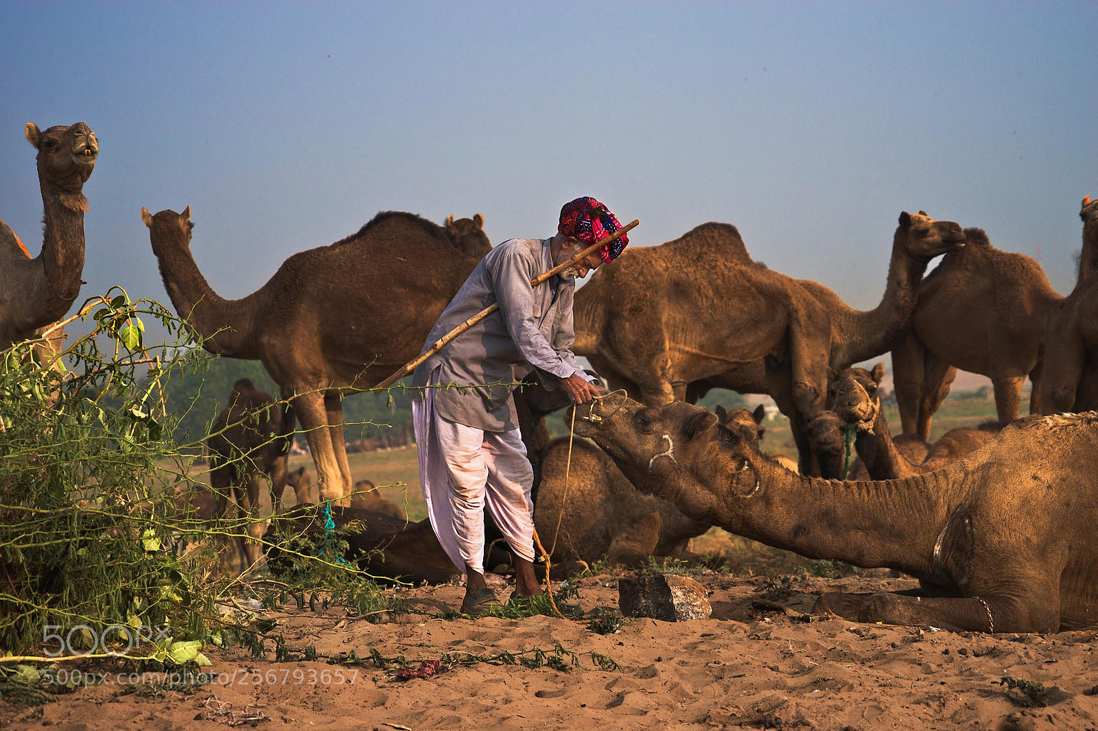 Sony a7 sample photo. Pushkar mela. rajasthan photography