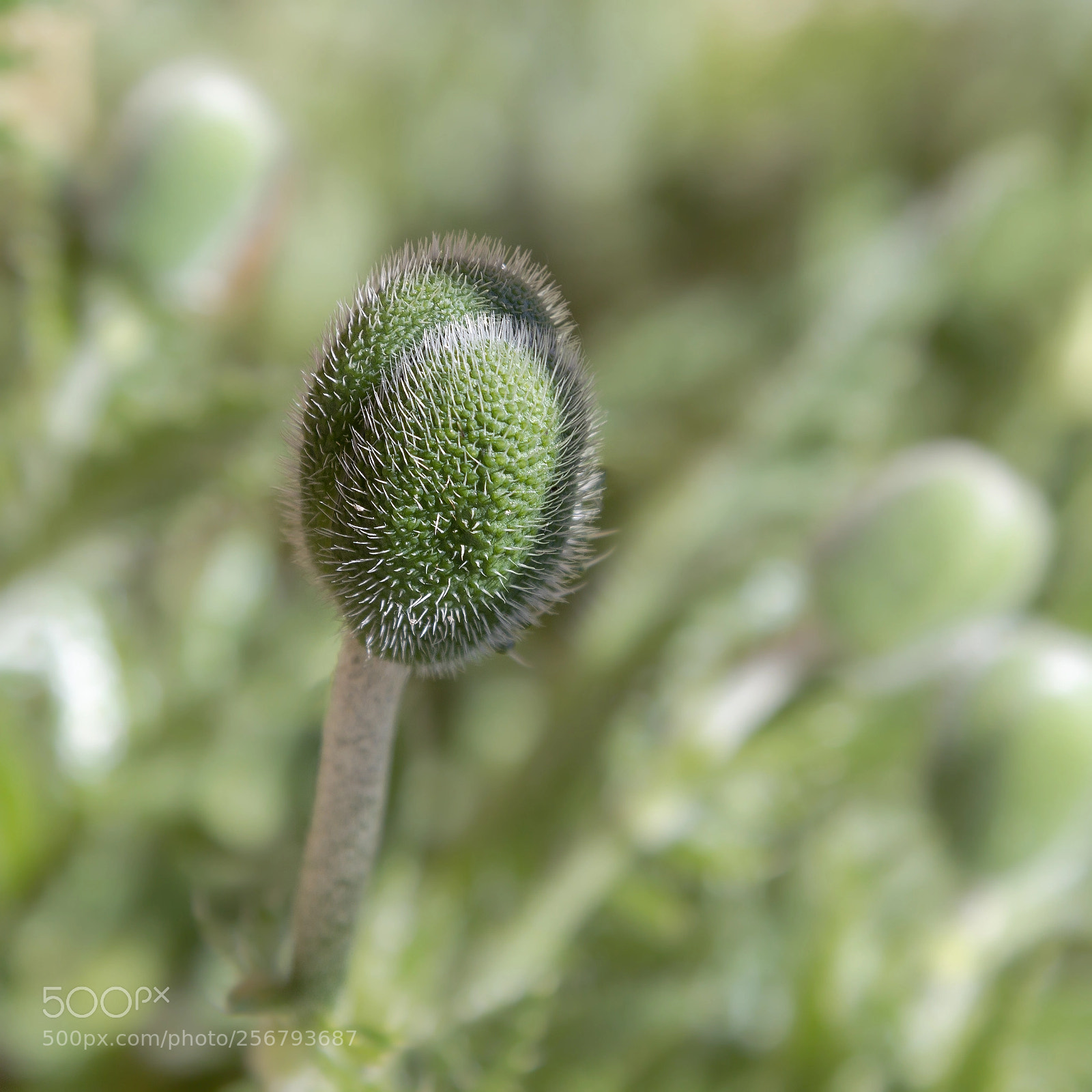 Canon EOS-1D Mark IV sample photo. Papaver rhoeas --- klatschmohn photography