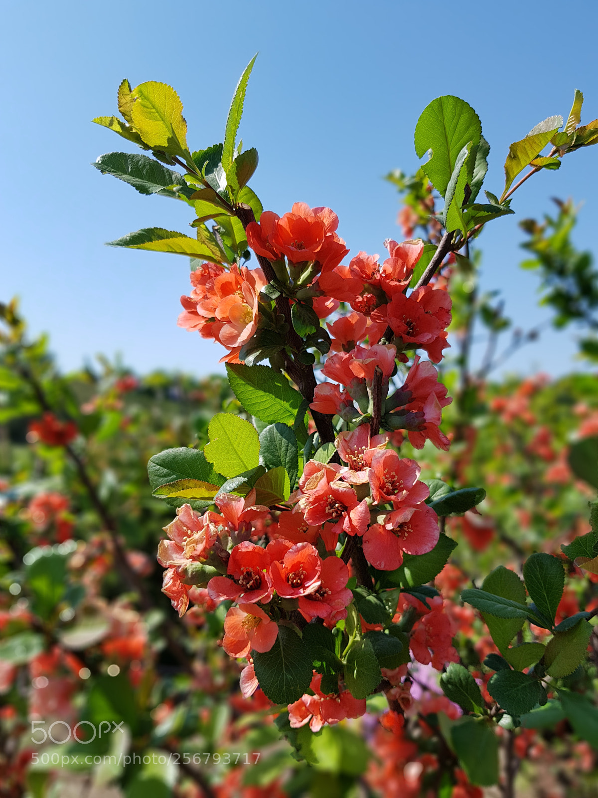 Samsung Galaxy S7 Edge sample photo. Untitled photography