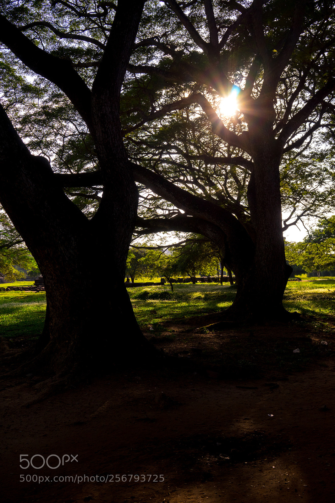 Sony a7 sample photo. Contre-jour photography