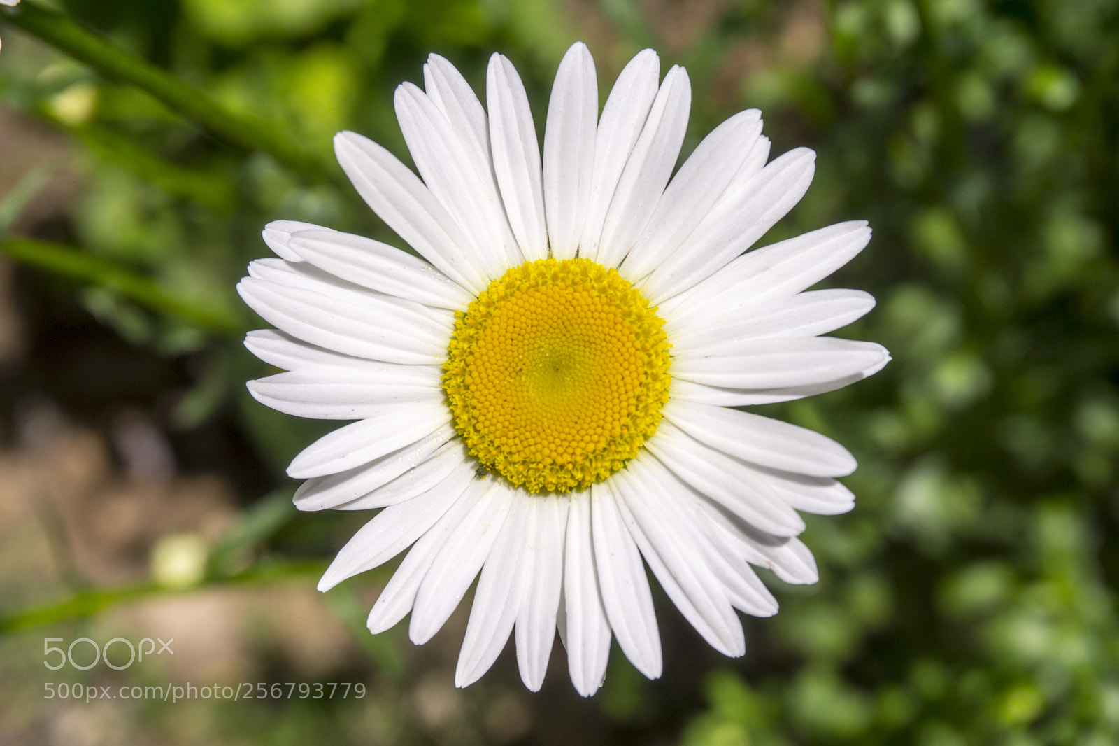 Sony a6000 sample photo. Papatya photography