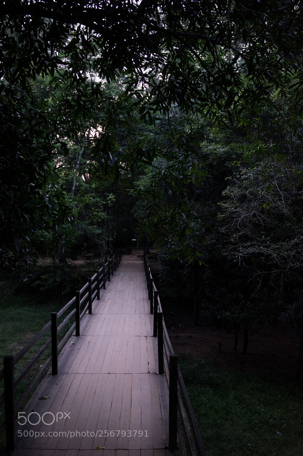 Sony a7 sample photo. Forrest bridge photography