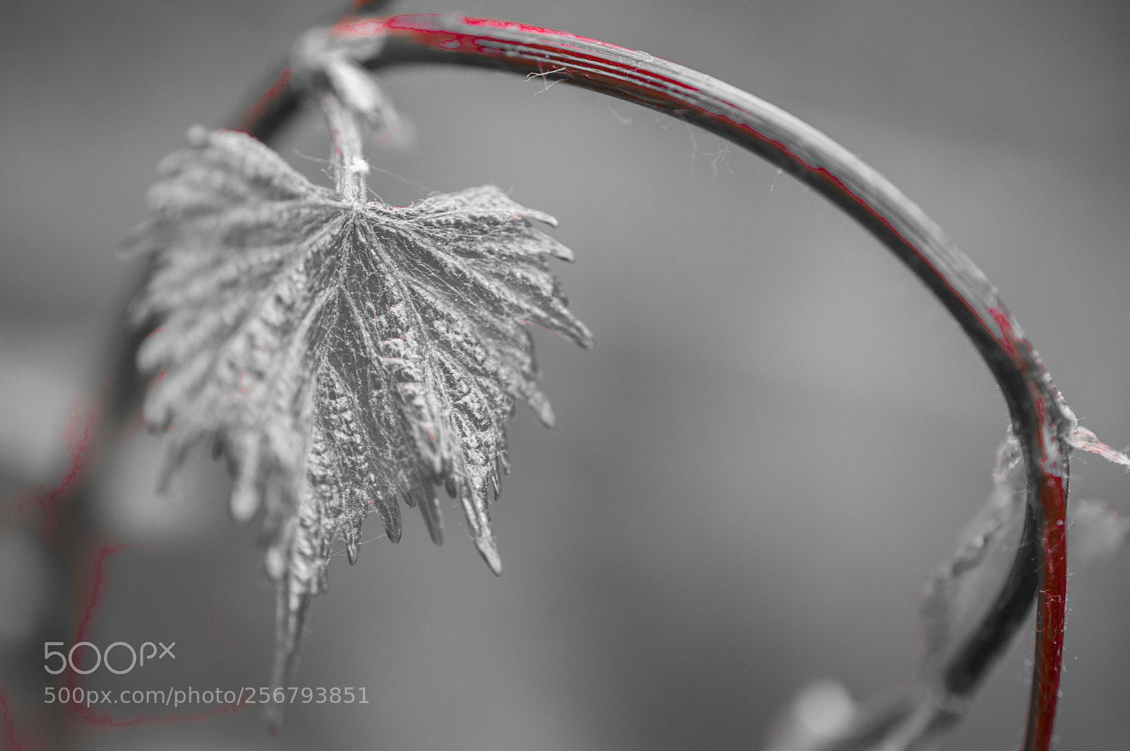 Nikon D90 sample photo. (future) red wine photography
