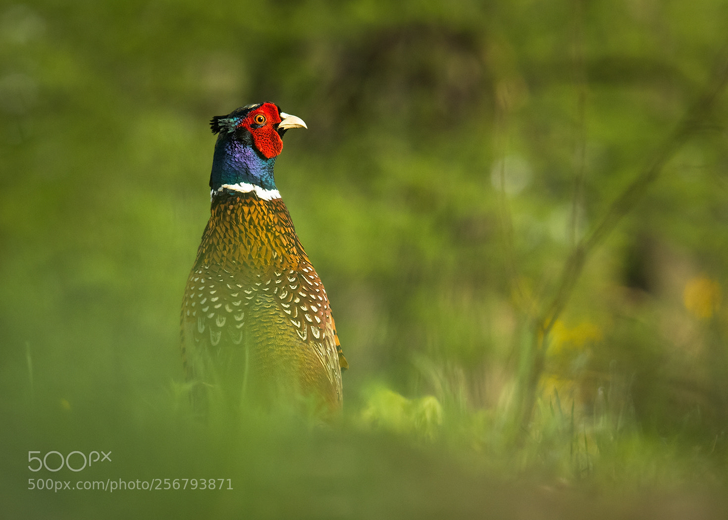 Canon EOS 7D Mark II sample photo. Pheasant photography