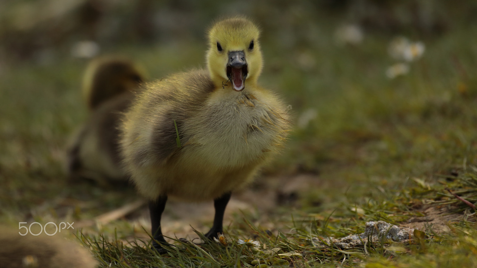 Canon EOS 5D Mark IV + Canon EF 100-400mm F4.5-5.6L IS USM sample photo. Why are you looking at me !!! photography