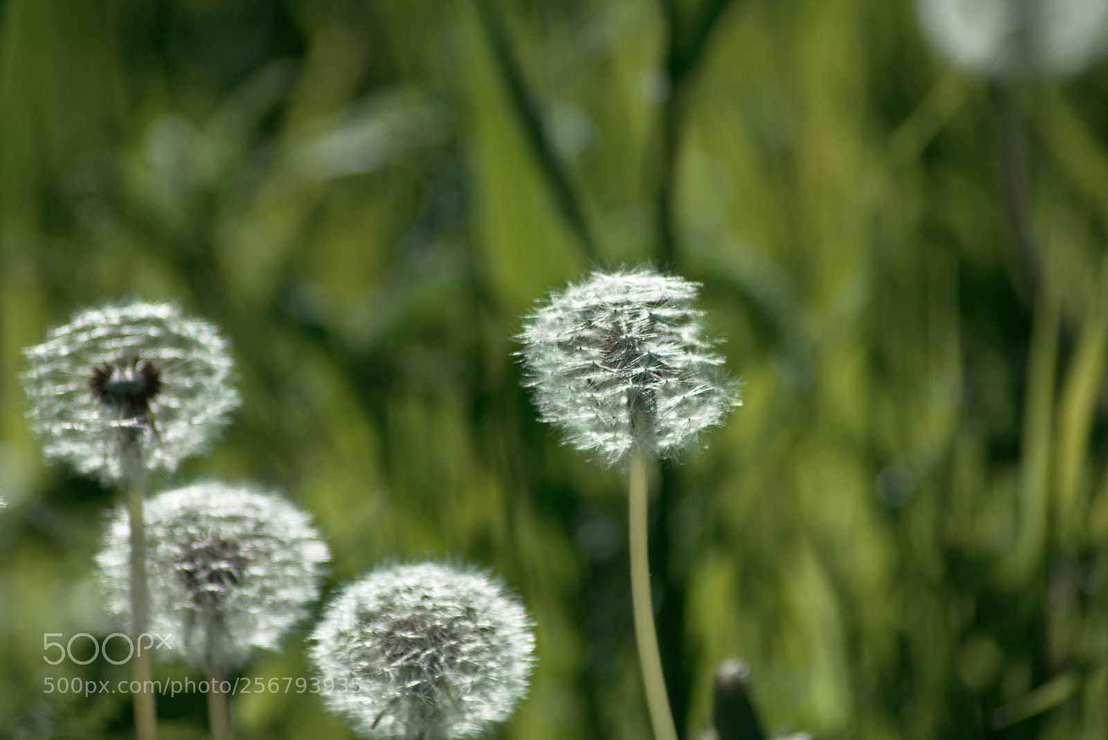 Nikon D3400 sample photo. Dandelions in the light photography