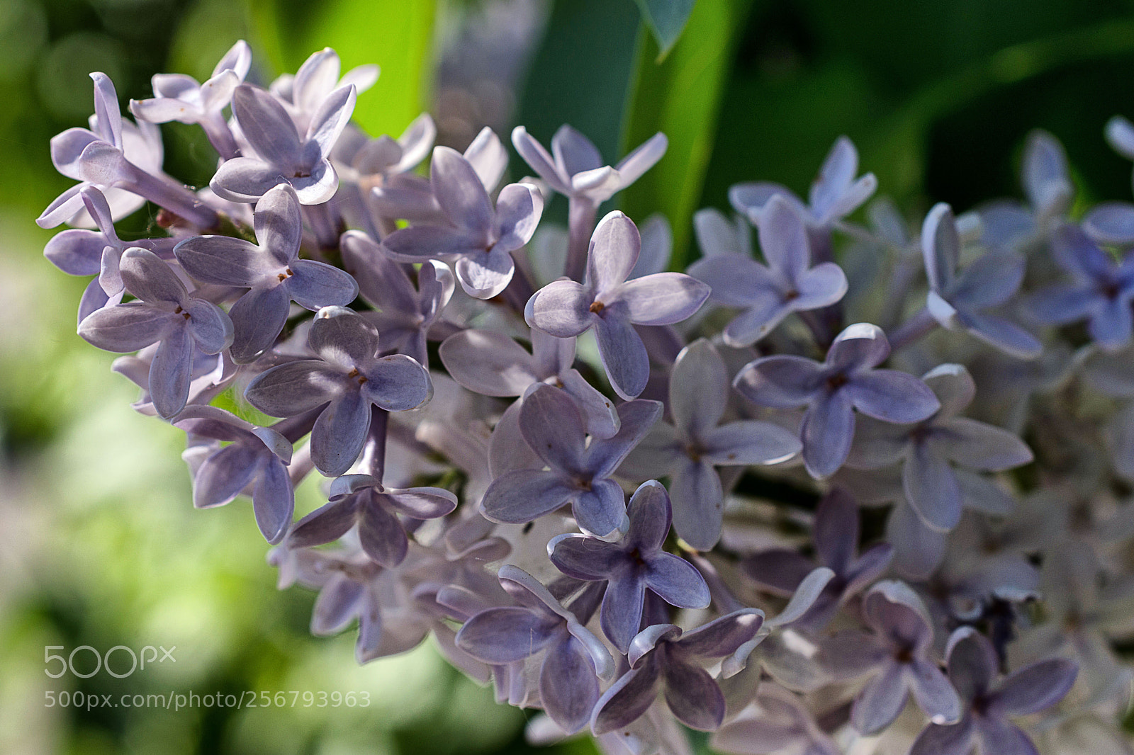 Nikon D7200 sample photo. Flieder photography