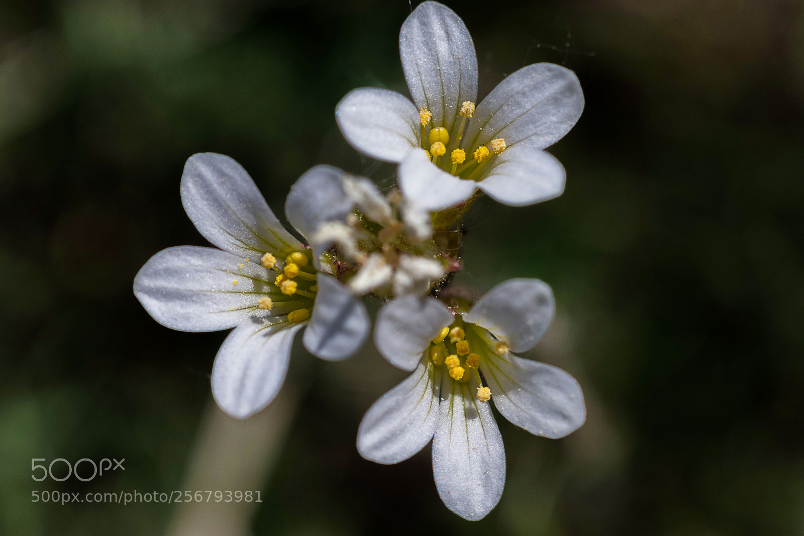 Nikon D7200 sample photo. Knöllchen-steinbrech photography