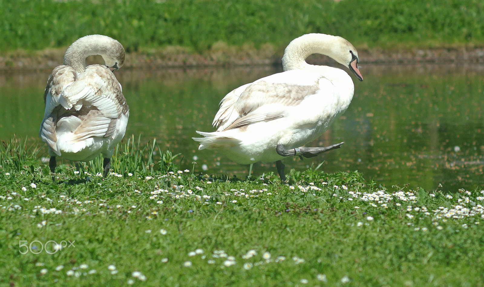 Nikon 1 J2 sample photo. Swans photography