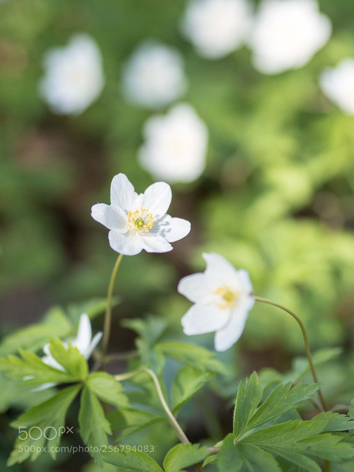 Olympus OM-D E-M5 II sample photo. Snowdrop anemone photography