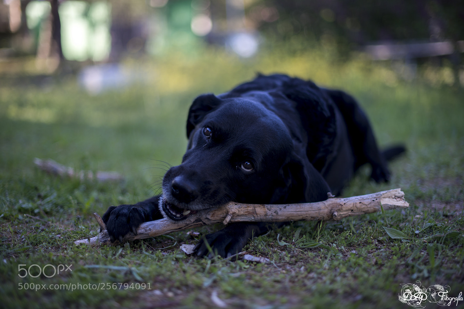 Nikon D610 sample photo. 8 años de juego photography