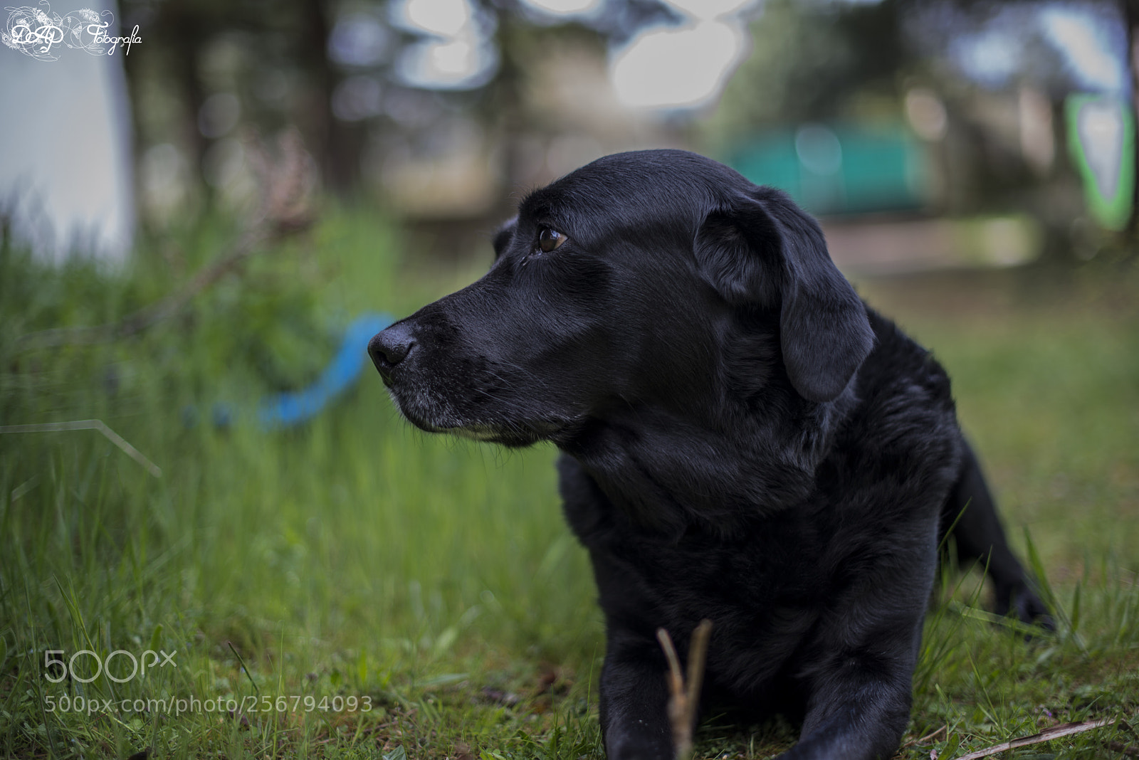 Nikon D610 sample photo. Harry. black lab photography