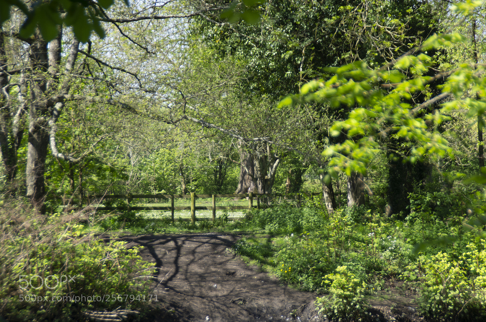 Pentax K-5 sample photo. Summer in cardiff photography