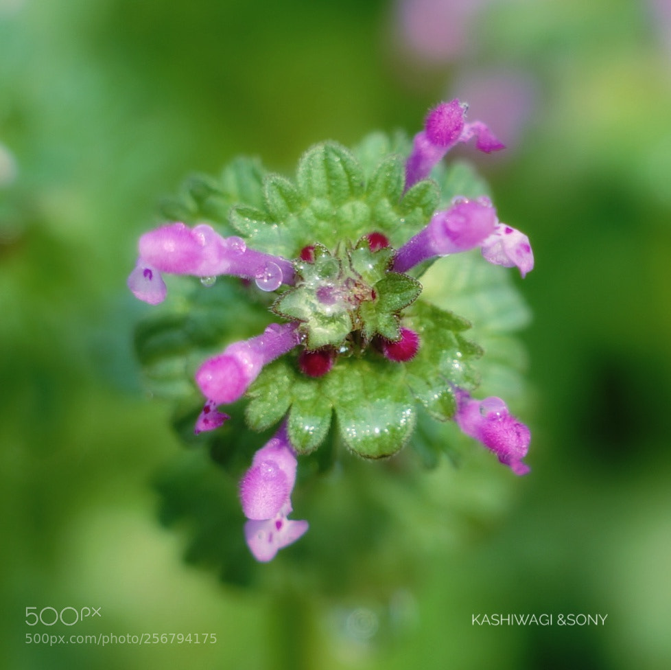 Sony a7 II sample photo. Lovely common henbit photography