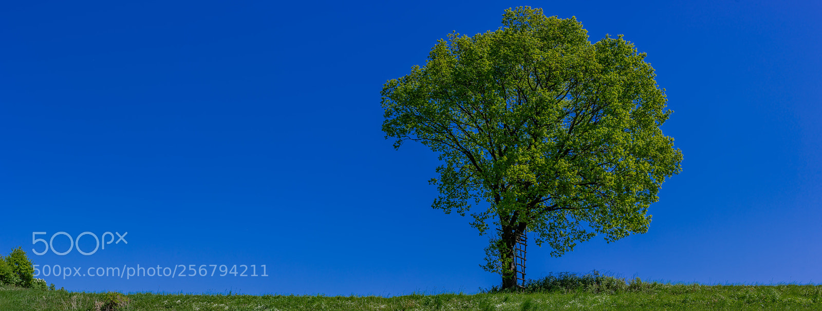 Sony a7 sample photo. The oak photography