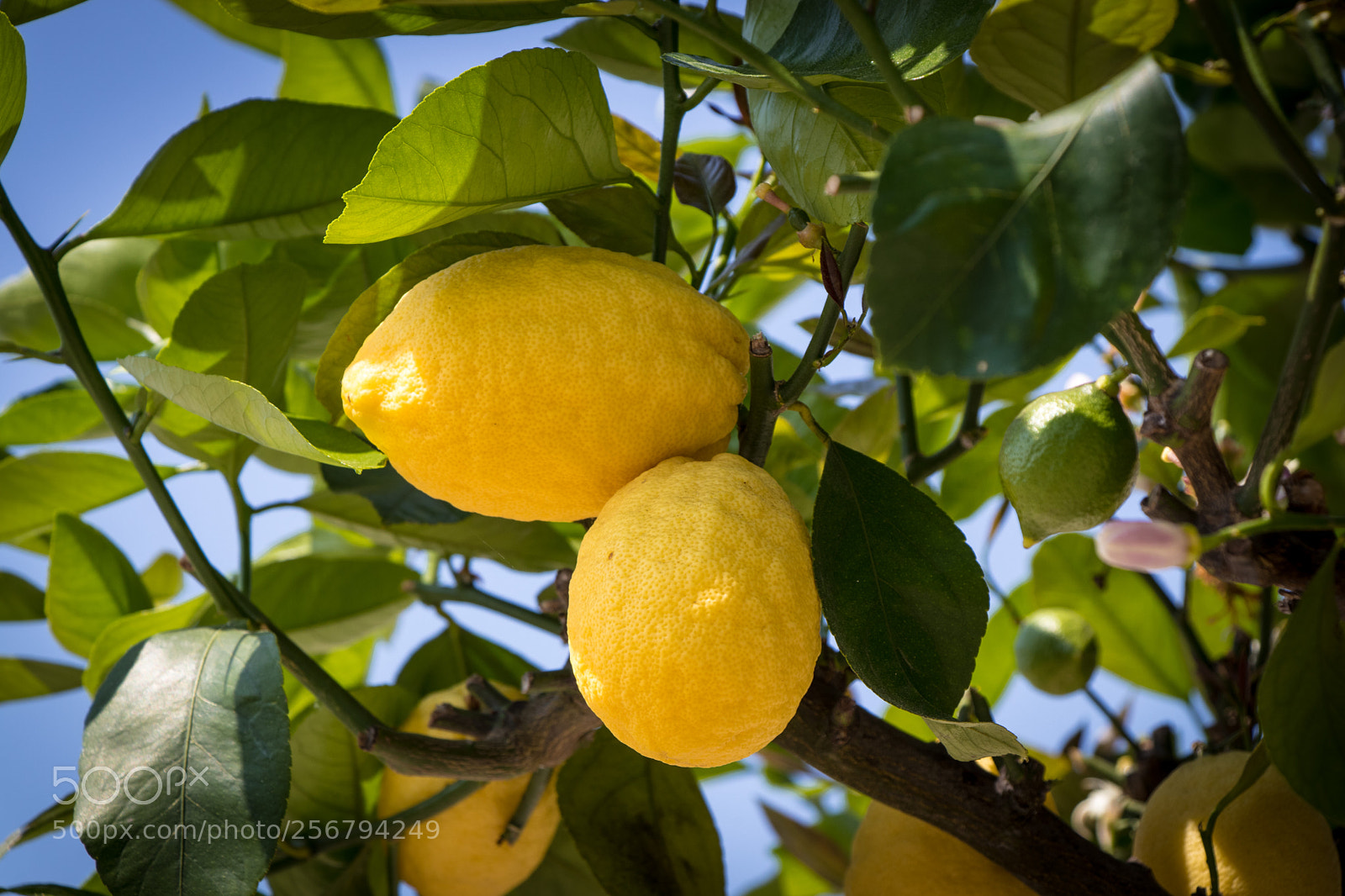 Canon EOS 80D sample photo. Lemons photography