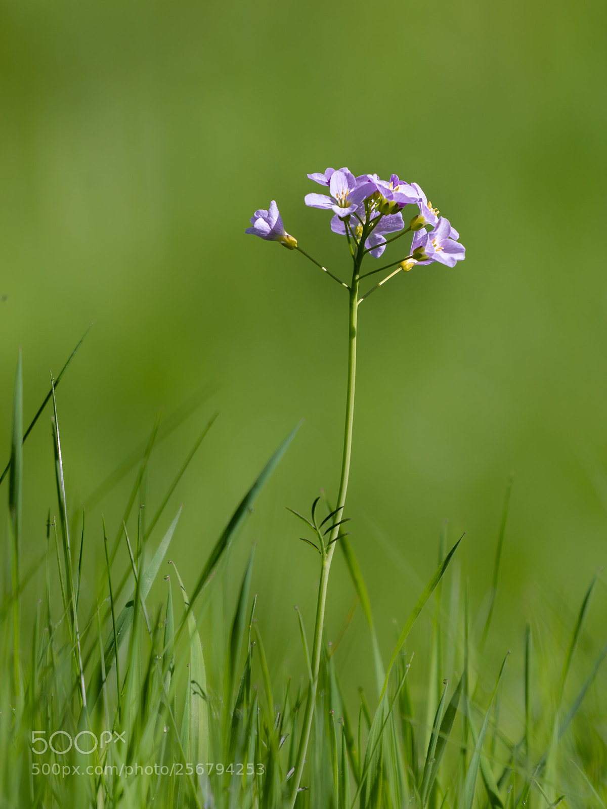Nikon D810 sample photo. Flowers in the grass photography