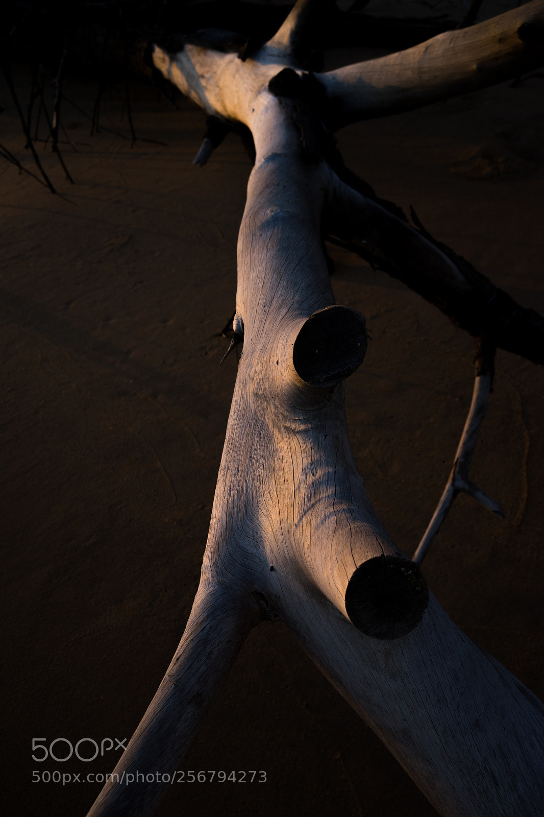 Sony a7 sample photo. Bark photography