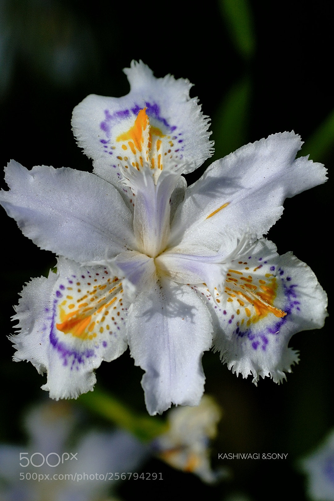Sony a7 II sample photo. Iris japonica  glamorously photography