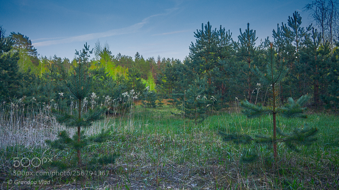 Canon EOS 1100D (EOS Rebel T3 / EOS Kiss X50) sample photo. A young pine trees... photography