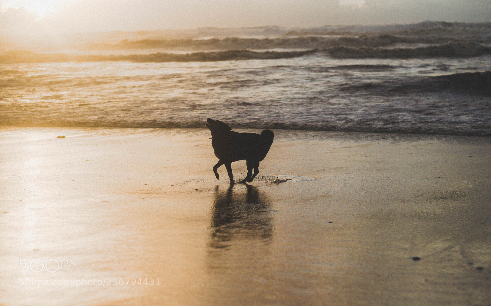 Canon EOS-1D Mark IV sample photo. Frank sunset beach photography