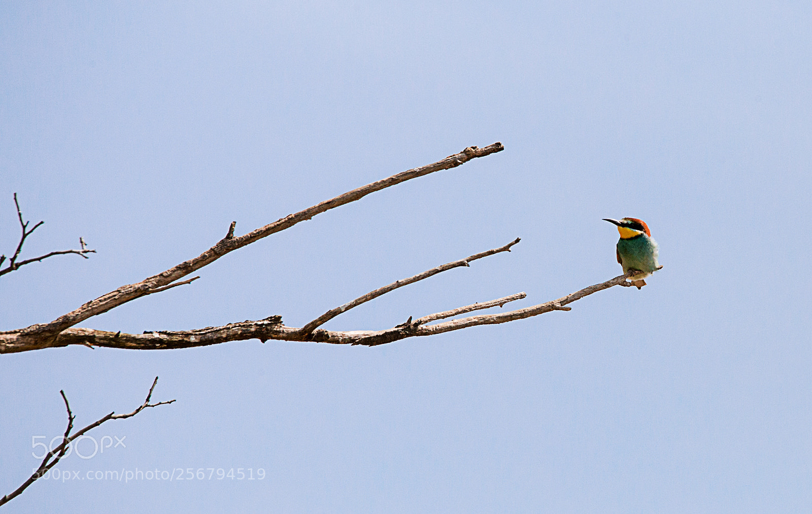 Canon EOS 6D sample photo. Bee eater on branch photography