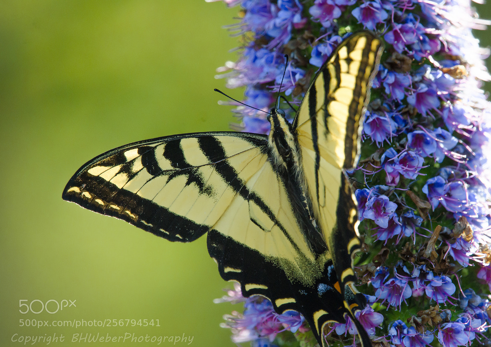 Nikon D7000 sample photo. Swallowtail butterfly photography