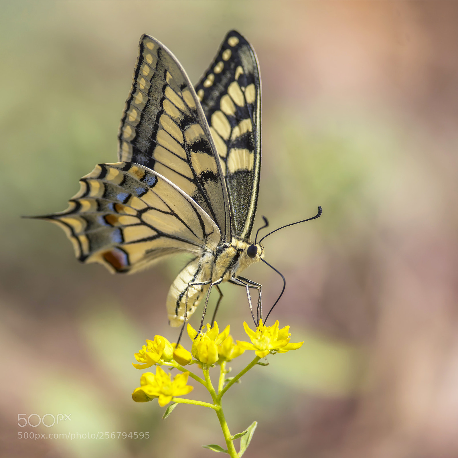 Nikon D500 sample photo. Papilioninae photography
