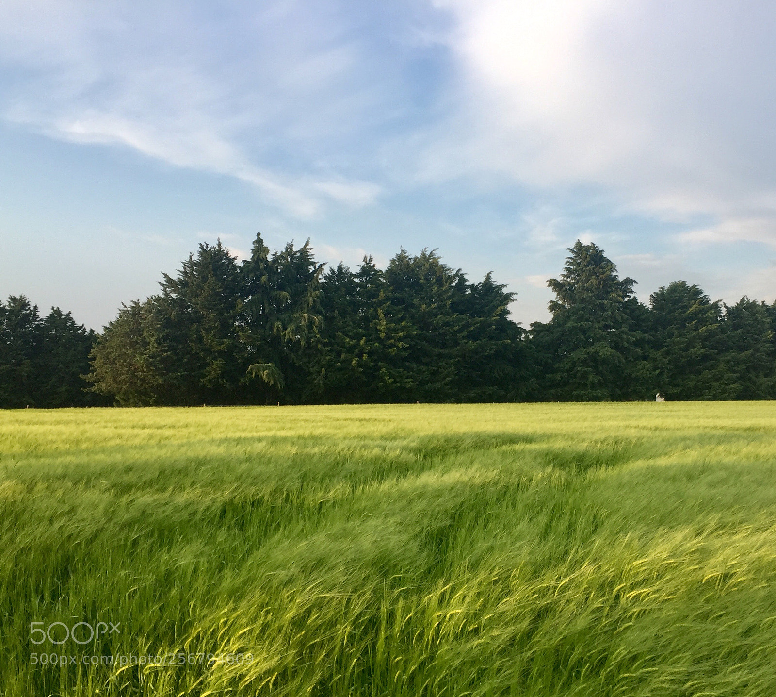Apple iPhone 6 sample photo. Untitled photography