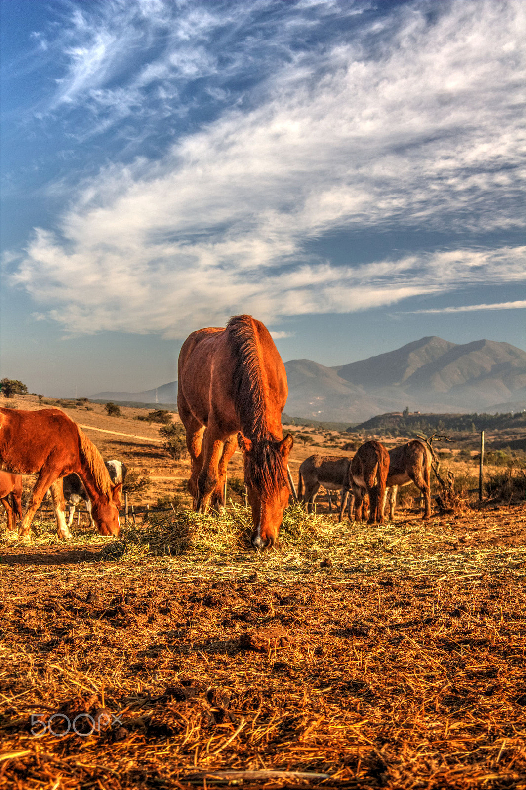 Canon EF 28-105mm F4.0-5.6 USM sample photo. Horses photography