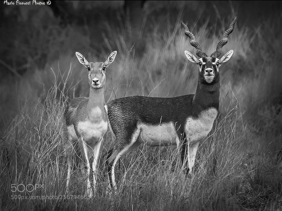 Canon EOS 40D sample photo. Pampa africa photography